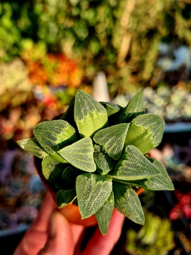 Haworthia retusa the star - haworthia,