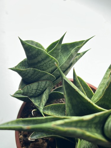 Sansevieria aff sindoro - , hybrid