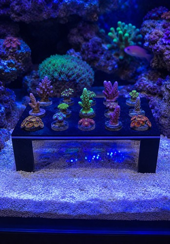 Hole frag rack fish - 24,