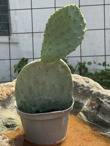 Opuntia ficus indica prickly - opuntia, ficus-indica