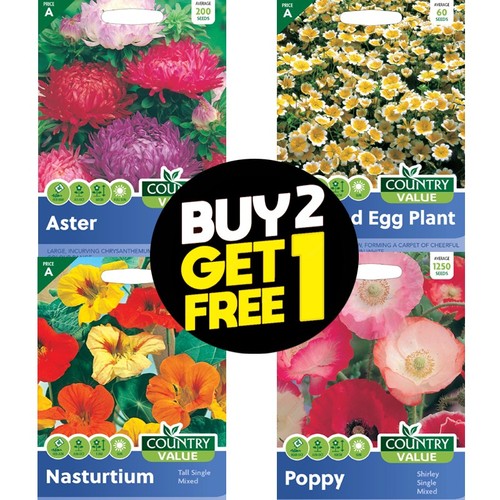 Flower seeds sweet - sweet, pea