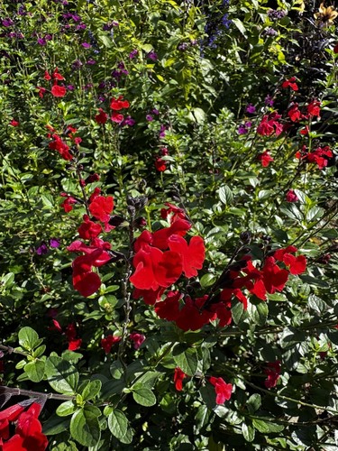 Salvia royal bumble plug - salvia,