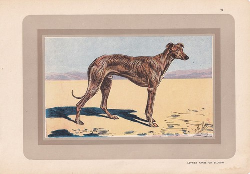 1931 arabian greyhound sloughi - 1931,