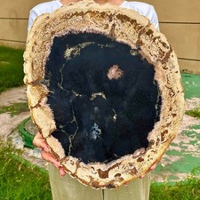 7.34LB Beautiful Gem Coloration Petrified Wood Slab Slice Rare Madagascar