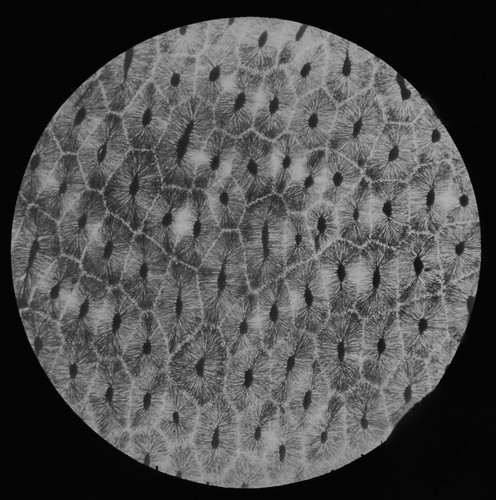 Tooth section c1890 old magic - tooth,