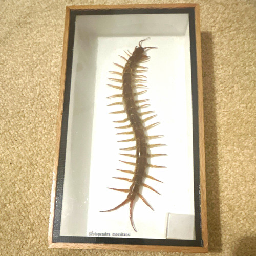 Vintage framed scolopendra - vintage,