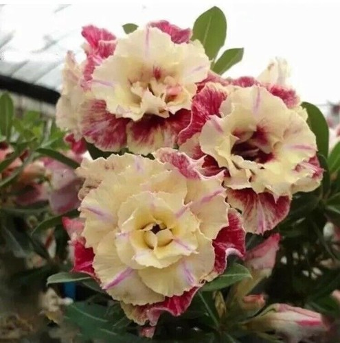Pcs desert rose flower - 5,