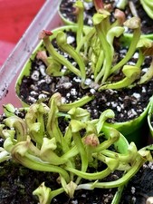 Sarracenia “Hydra”,7cm