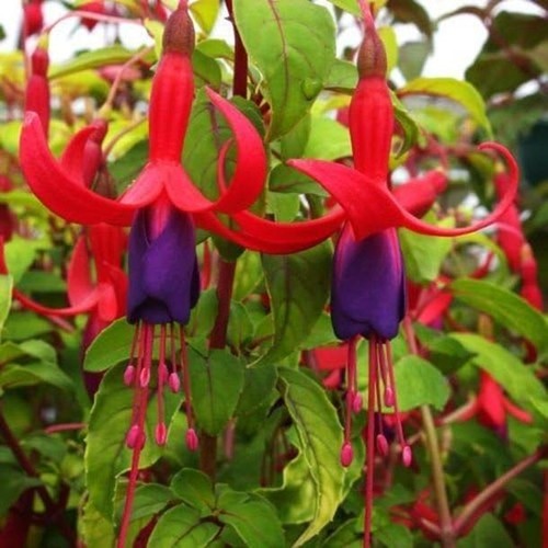 Fuchsia hardy bush - bush, 'genii'