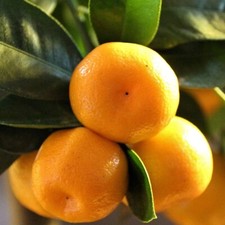 Orange 'Calamondin'. 4L Plant