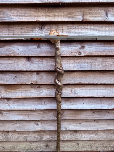 Twisted twisty hazel - twisted, walking