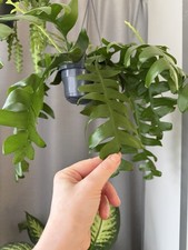 Epiphyllum chrysocardium