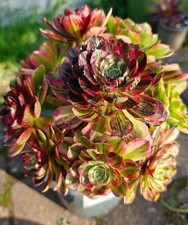 Aeonium Chanel Garnet White