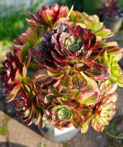 Aeonium chanel garnet white - aeonium,