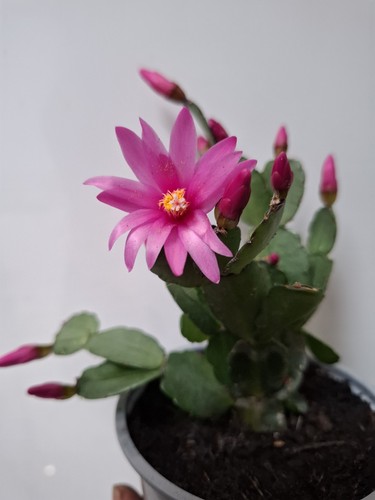 Pink hatiora gaertneri - gaertneri, /