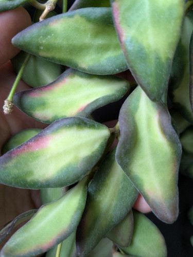 Hoya aff burtoniae - hoya, aff.