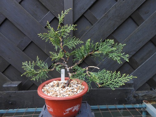 Bonsai juniper great - bonsai,