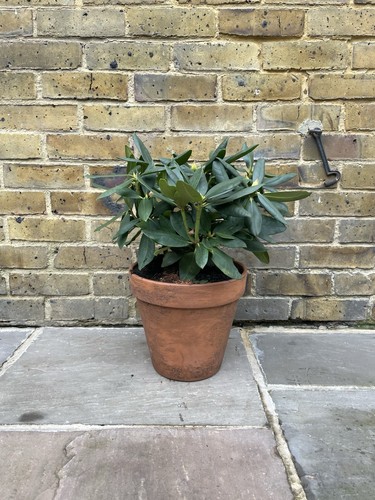 Large terracotta pot - pot, 26.5cm