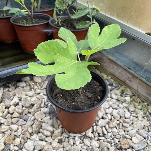Fig tree plant brown turkey - fig,