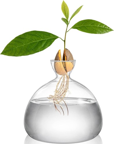 Hiceeden avocado seed starter - hiceeden,