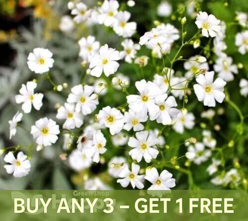 Baby breath white covent - breath,