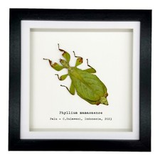 Rusty Green Leaf Insect (Phyllium mamasaense) Shadow Box Frame 