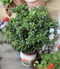 6 x Jade Money Plant Good Luck Feng Shui Tree Crasula Indoor Succulent LEAF SEED
