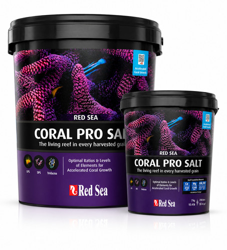 Red sea coral pro - sea,