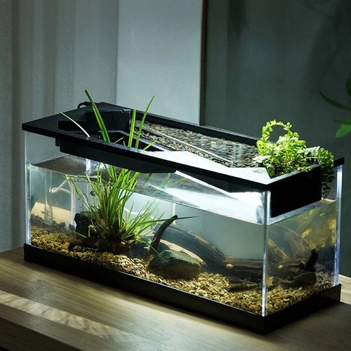 Small fish tank - fish,
