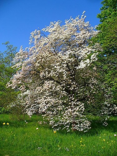 Rare north carolina cornus - carolina,