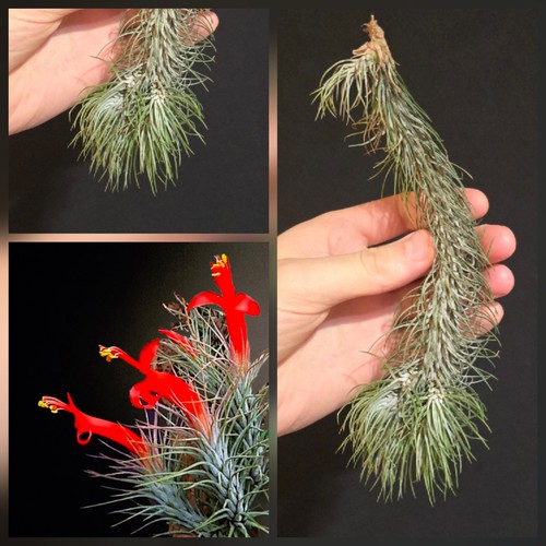 Tillandsia funckiana air - funckiana.,