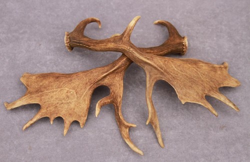 Naturally shed set - shed,