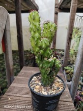  Cereus Peruvianus Monstrosus