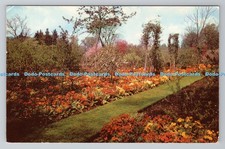 R790274 Windsor Great Park The Savill Garden Beds of Polyanthus in Early Spring