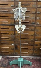 anatomical skeleton model on metal stand