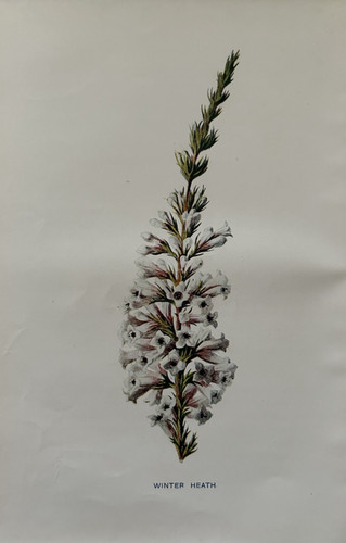 Antique print winter - winter, heath