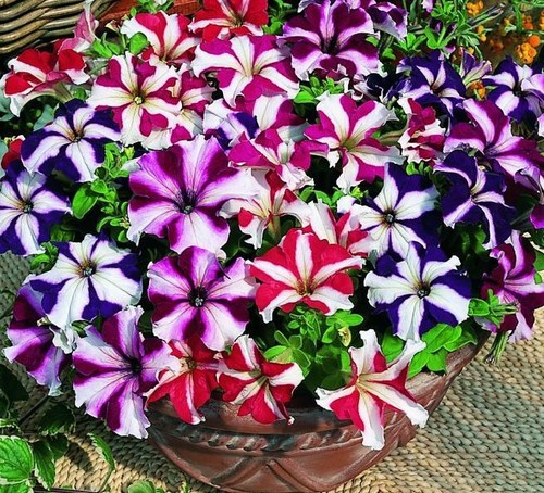 Petunia seeds star mix - seeds,,