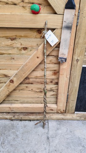 Twisted twisty wood hazel - twisted,