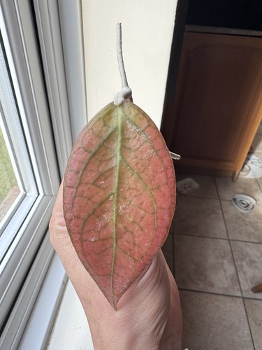 Hoya tequila sunrise unrooted - tequila,