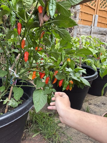 Bangladeshi naga morich chilli - naga,
