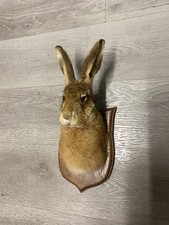 Taxidermy Hare Head