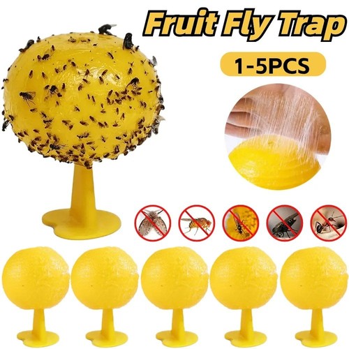 Fruit fly balls - fly,
