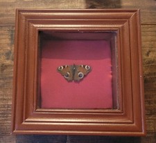Vintage Peacock Butterfly