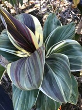 OP 2635TR Cordyline 'Mocha Latte Striped Leaf Plant 2 Seeds