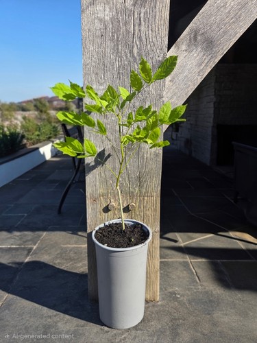 Wisteria tree litre pot - wisteria,