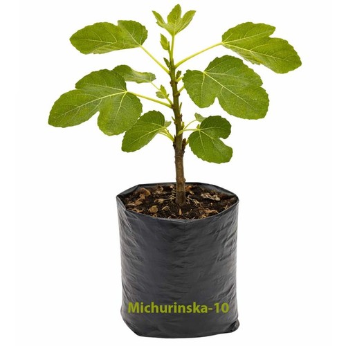 Michurinska fig tree the - tree.,