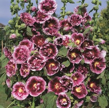 Hollyhock (Alcea) Creme de
