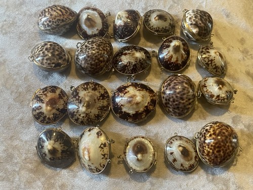 Large vintage cowrie shell - vintage,