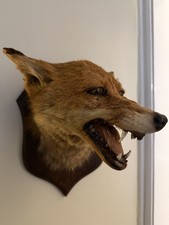 Taxidermy Fox Head