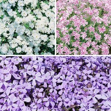 Set creeping phlox - creeping,